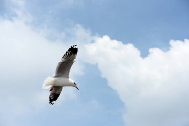 Martı gökyüzünde uçuyor.