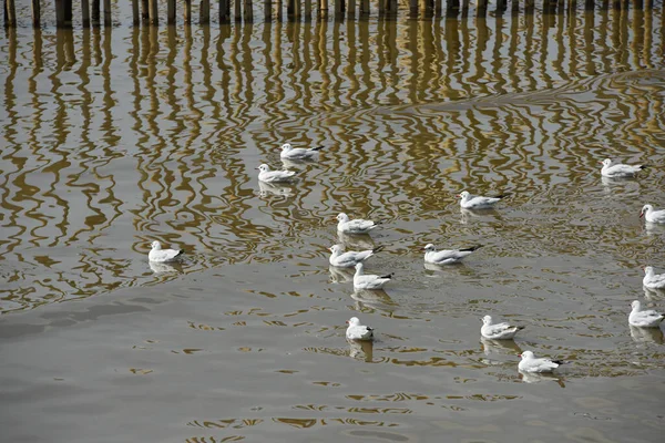 Seagulls Sea Coast Daytime — Stock Photo, Image