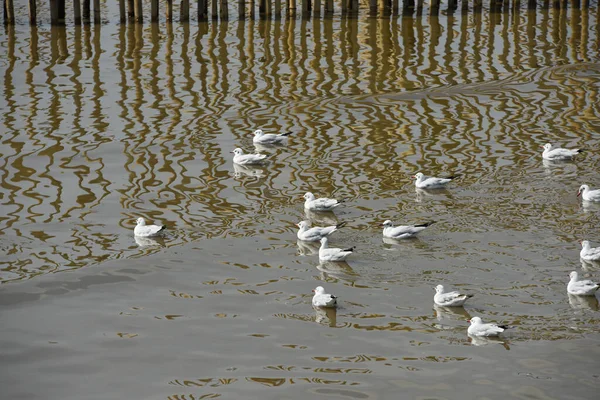 Gaivotas Costa Marítima Durante Dia — Fotografia de Stock