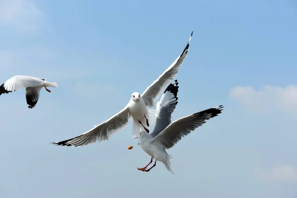 Seagulls Flying Blue Sky — Stock Photo, Image