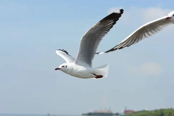 Gabbiani Che Volano Nel Cielo Blu — Foto Stock