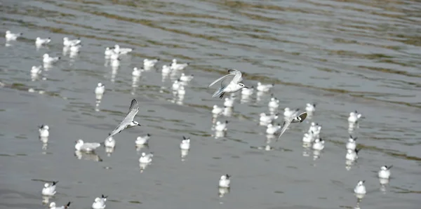 Fiskmåsar Vid Havskusten Dagtid — Stockfoto