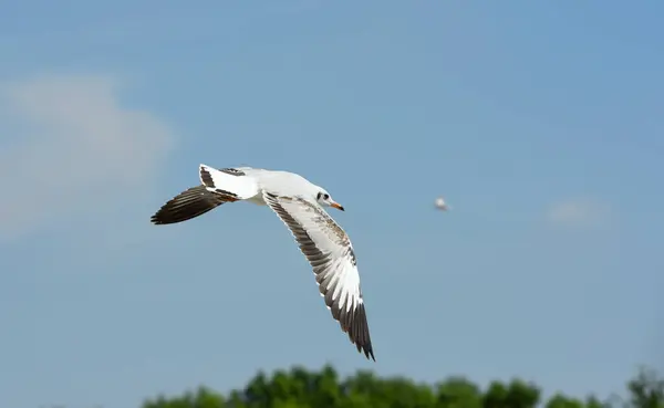 Seagull Flying Sky Sea — Stock Photo, Image