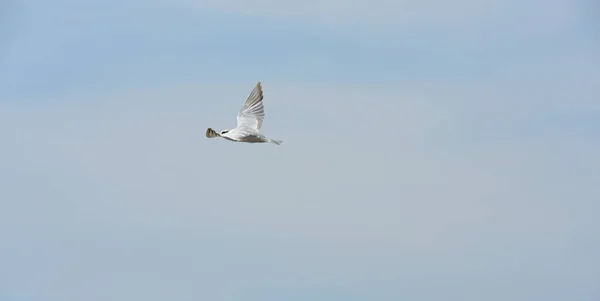 Чайка Літає Небі Над Морем — стокове фото