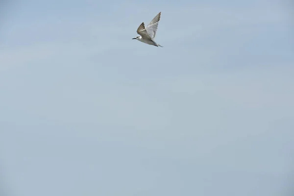 Gaviota Volando Cielo Sobre Mar —  Fotos de Stock