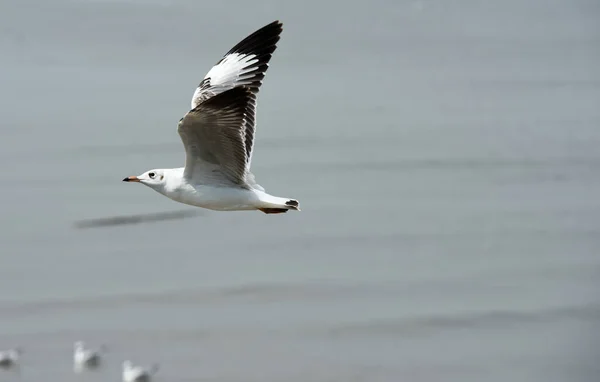 海の上を空を飛ぶカモメ — ストック写真