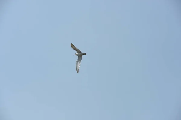 Gaivota Voando Céu Sobre Mar — Fotografia de Stock