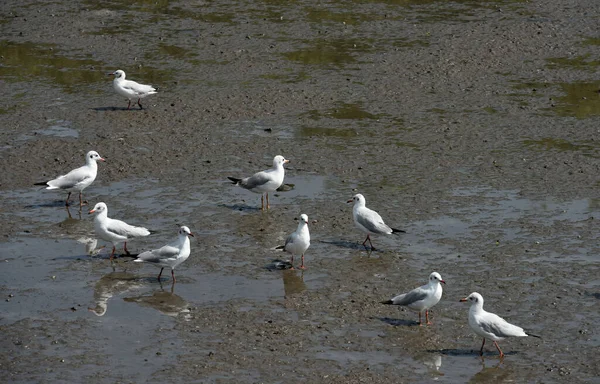 Seagulls Sea Coast Daytime — Stock Photo, Image