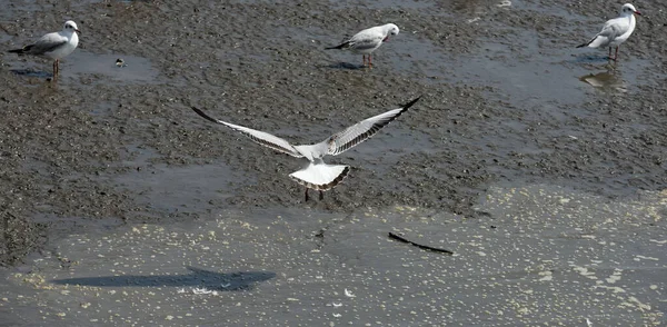 Gaivotas Costa Marítima Durante Dia — Fotografia de Stock