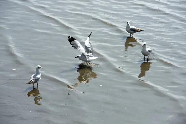 Gaivotas Costa Marítima Durante Dia — Fotografia de Stock