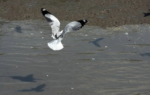 Möwe Fliegt Der Luft — Stockfoto