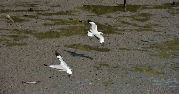 Meeuw Het Meer — Stockfoto