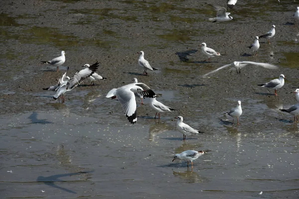 Gaviotas Lago — Foto de Stock