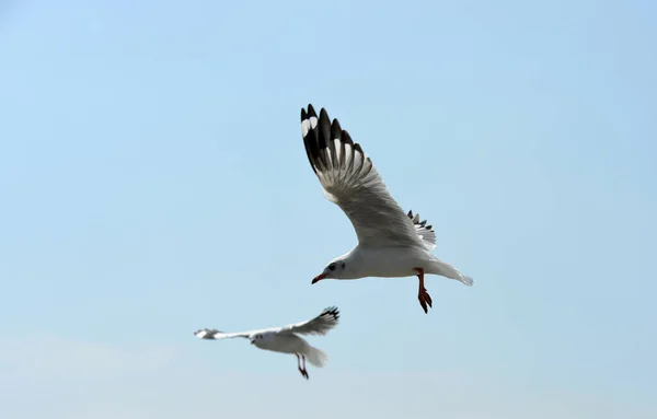 Måsen Flyger Den Blå Himlen — Stockfoto