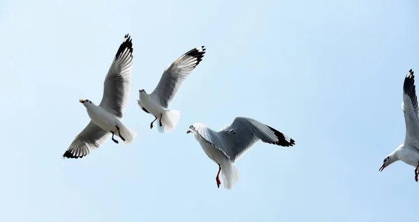 在空中放飞海鸥 — 图库照片