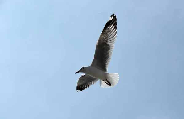 Möwe Fliegt Flug — Stockfoto