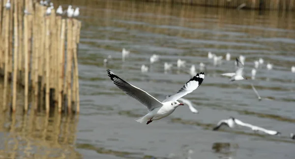 空を飛ぶカモメ — ストック写真