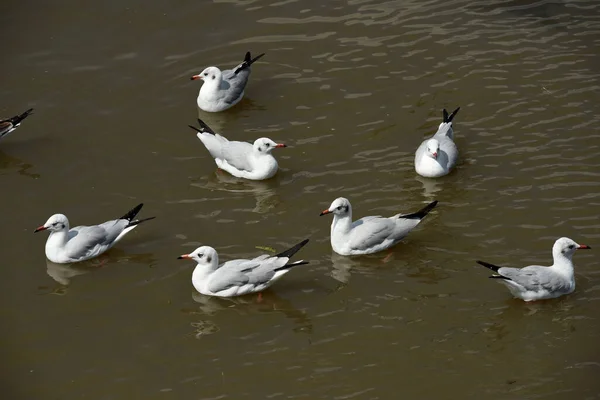 Group Seagulls Lake — Stock Photo, Image