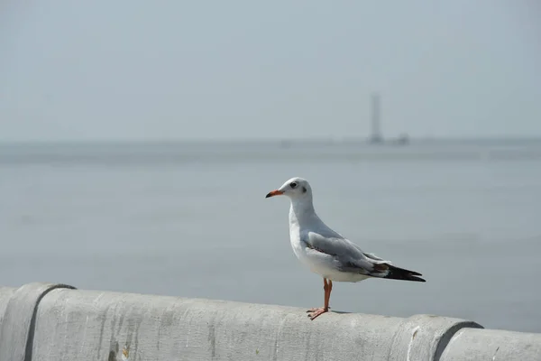 Seagull Pier — Stock Photo, Image