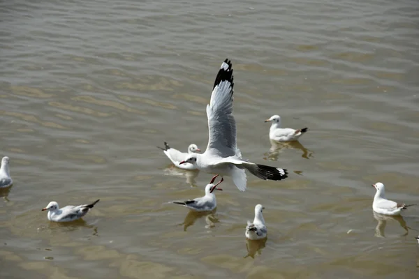 Fiskmås Havet — Stockfoto