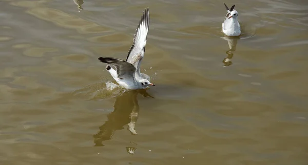 Gaivota Voo Lago — Fotografia de Stock