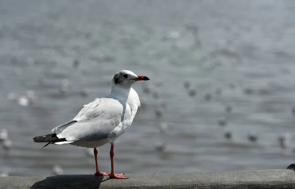 Seagull Beach — Stock Photo, Image