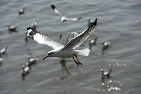 Gaviota Volando Cielo — Foto de Stock