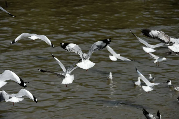 Seagulls Flying Water — Stock Photo, Image