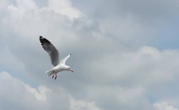 Möwe Fliegt Den Himmel — Stockfoto