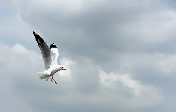 Mouette Volant Dans Ciel — Photo