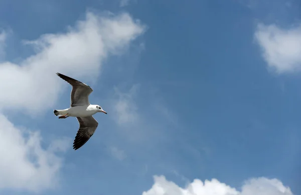 Möwe Fliegt Den Himmel — Stockfoto