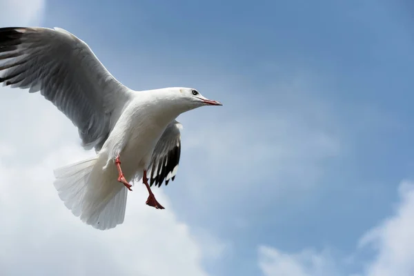 Martı Gökyüzünde Uçuyor — Stok fotoğraf