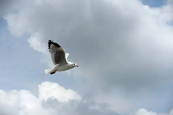 Gabbiani Che Volano Nel Cielo — Foto Stock