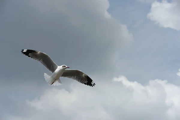 Möwe Fliegt Den Himmel — Stockfoto