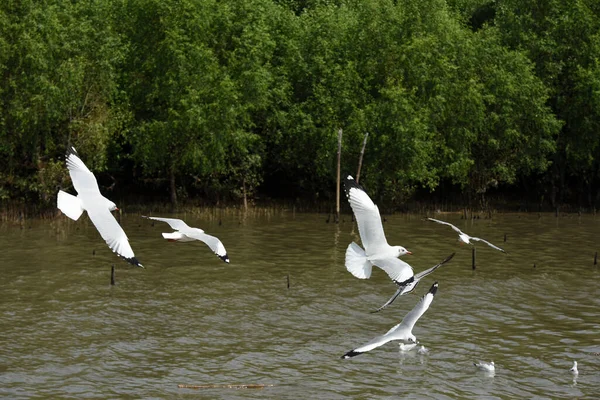 Vit Pelikan Flygning — Stockfoto