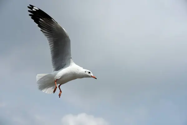 Martı Gökyüzünde Uçuyor — Stok fotoğraf