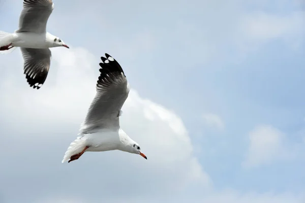 Martı Gökyüzünde Uçuyor — Stok fotoğraf