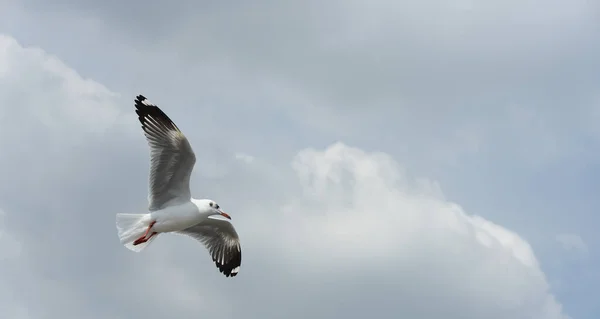 Seagull Flying Flight Sky — Stock Photo, Image