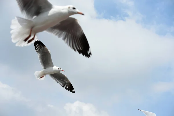 Martı Gökyüzünde Uçuyor — Stok fotoğraf