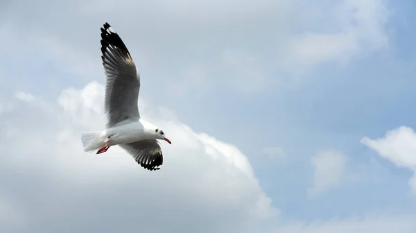 Möwe Fliegt Flug Gegen Himmel — Stockfoto