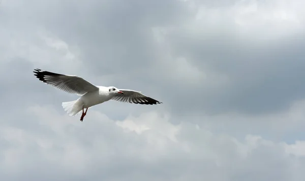 Möwe Fliegt Den Himmel — Stockfoto