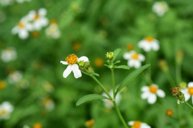 Çiçekler ve küçük arılar Doğada güzellik