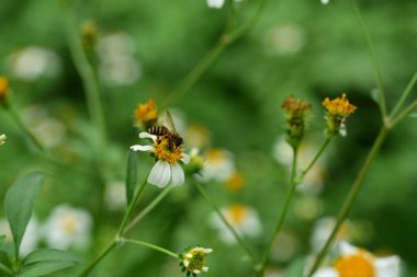 Çiçekler ve küçük arılar Doğada güzellik