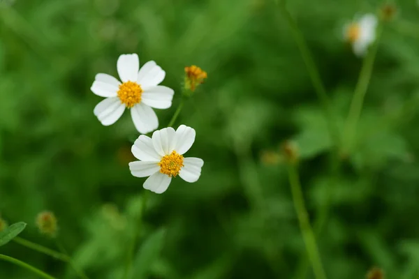 Kwiaty Małe Pszczoły Piękno Przyrodzie — Zdjęcie stockowe