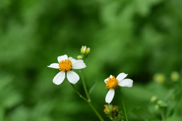 花朵与小蜜蜂自然界的美丽 — 图库照片