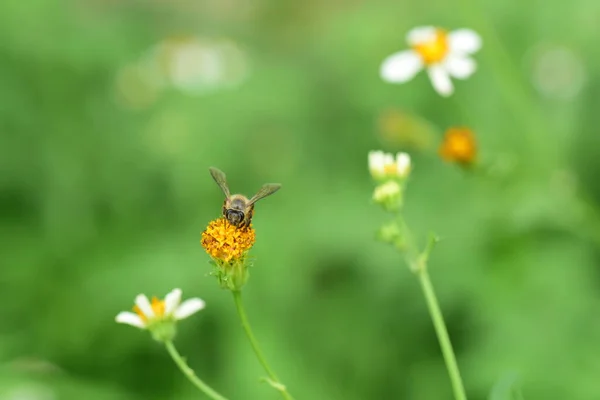 Flowers Small Bees Beauty Nature — Stock Photo, Image