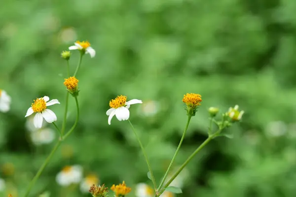 Flores Pequenas Abelhas Beleza Natureza — Fotografia de Stock