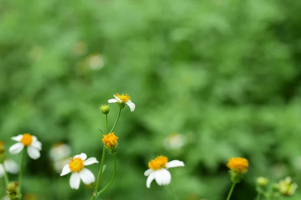 花朵与小蜜蜂自然界的美丽 — 图库照片