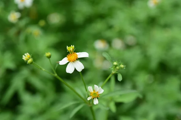 花朵与小蜜蜂自然界的美丽 — 图库照片