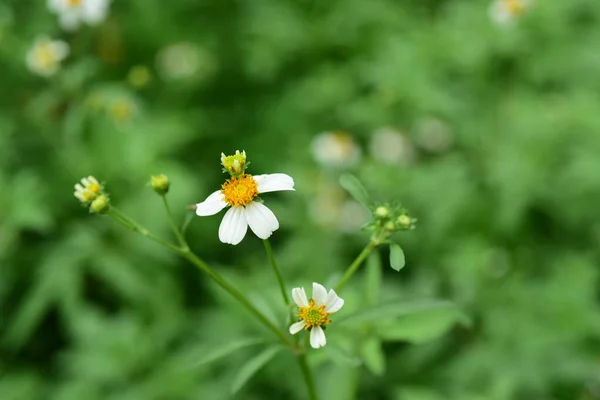 Blumen Und Kleine Bienen Schönheit Der Natur — Stockfoto